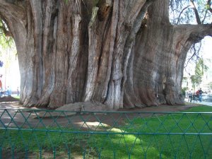 El Tule's huge trunk girth