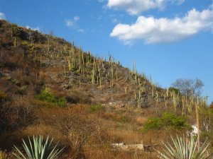 Cacti fields