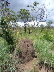 Ant or termite mounds, I can never remember