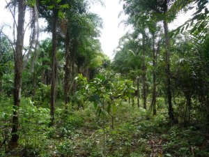 Plantation hidden in the jungle