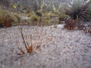 A constantly wet humid ground