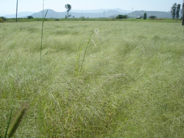 Teff Wheat Fields