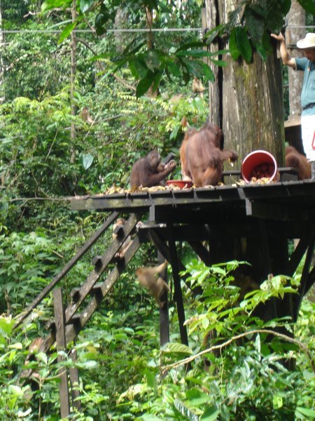 Orangutan Rehibilitation Centre