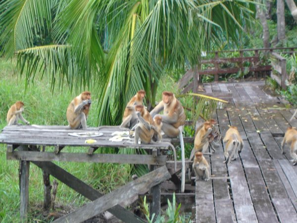 Probiscus Monkeys