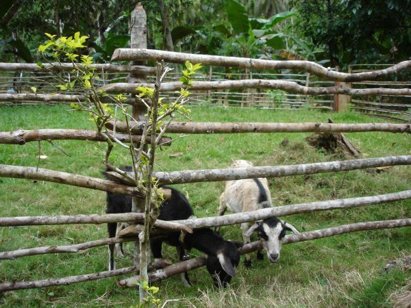 goats at Nuts Huts