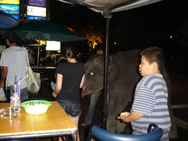 Baby elephants at the pub