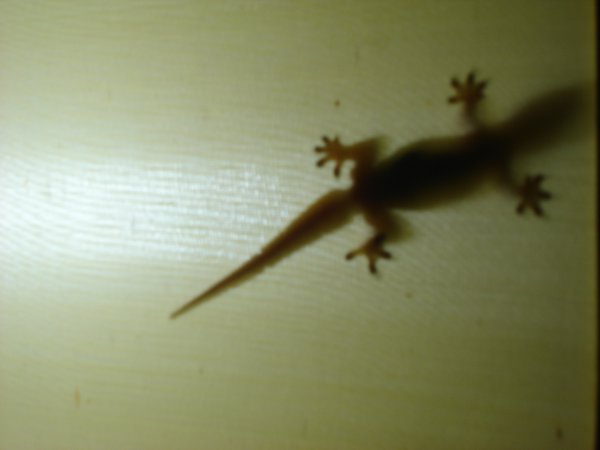 geckos galore!