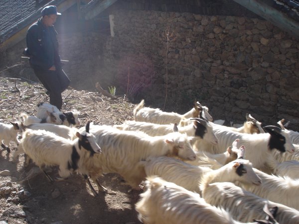 goat shepherd