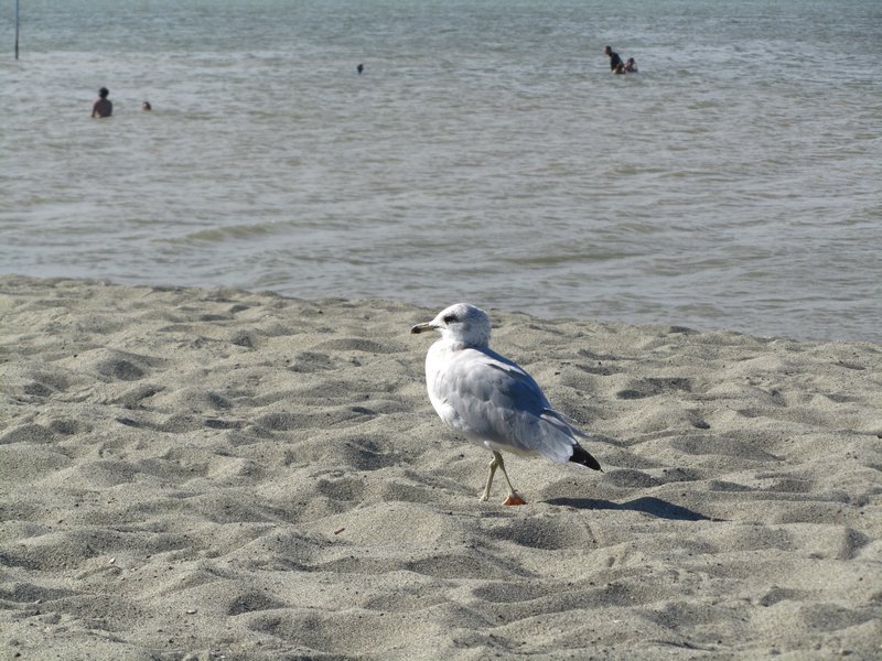 Seagull! 