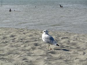 Seagull! 