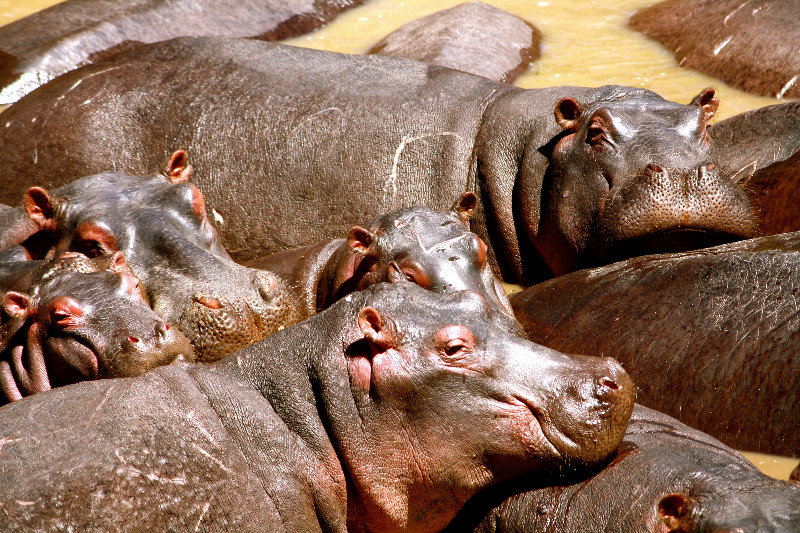 Resting Hippos