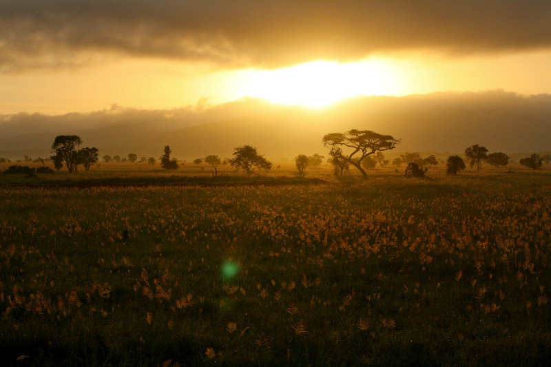 Sunrise in Tsavo
