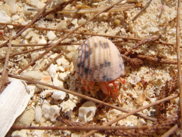 A little hermit crab