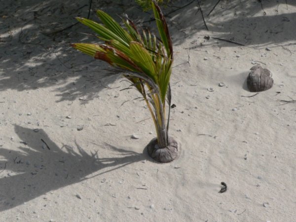 This is how a coconut palm grows