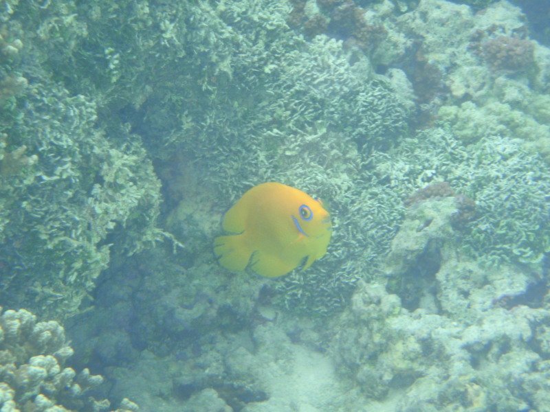 This is a cute little Lemonpeel Angelfish - Matt spent ages waiting for him to come out of his hidey hole to get this shot