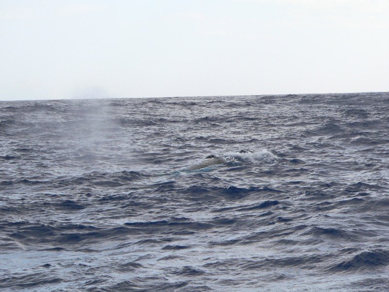 You can see the spray and just make out the whales back
