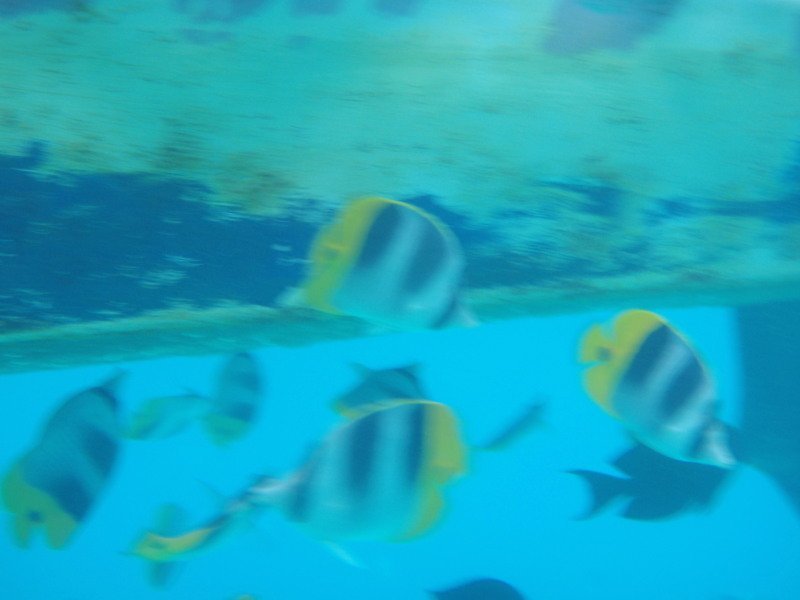 Double saddled butterfly fish in the Coral Garden 