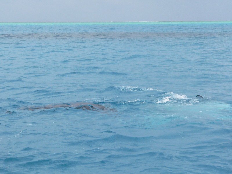 Three manta rays (you have to look closely!)