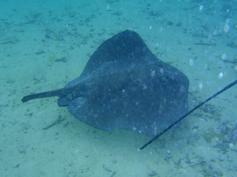Matt named this ray stumpy because his tail was missing