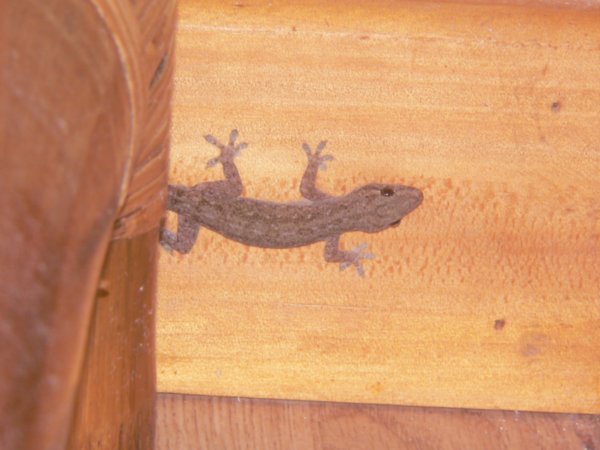 One of our many resident geckos