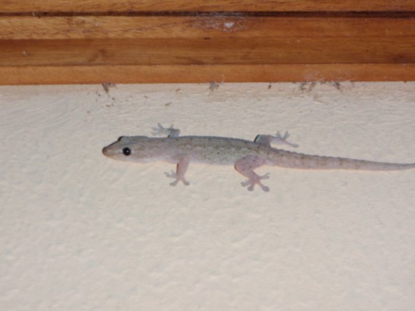 One of our many resident geckos
