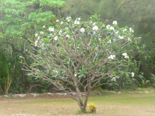 A beautiful tiare tree
