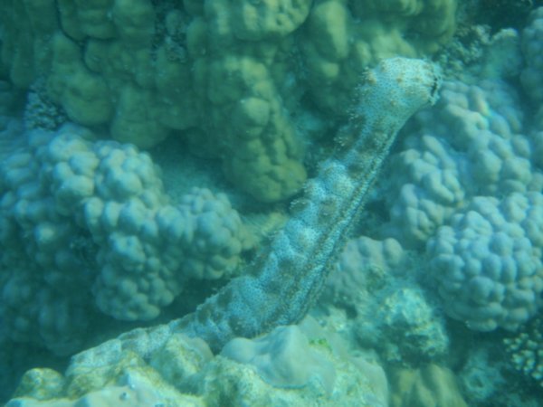 An upright sea slug