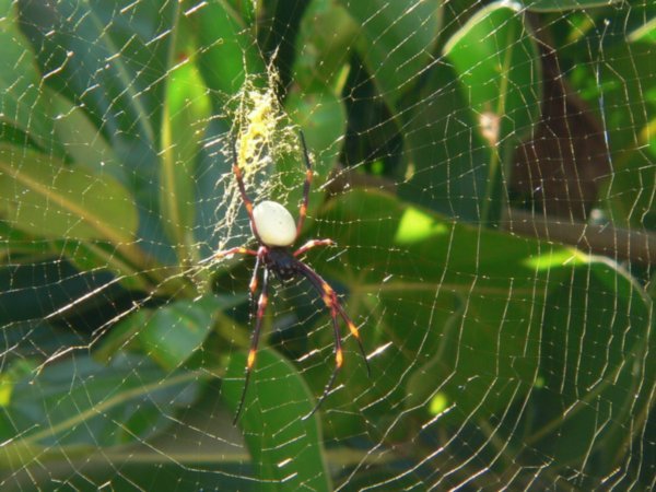 A white backed spider