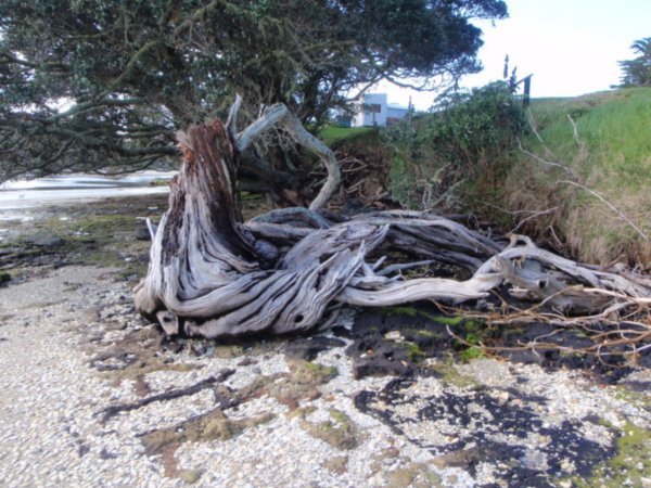 Wonderful knurled tree that has been battered by the sea