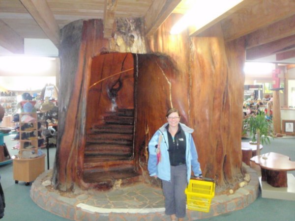 This staircase was carved out of a kauri tree