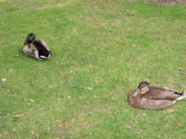 The ducks at the campsite