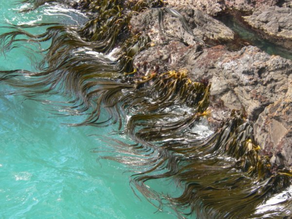 The Kelp made a beautiful pattern as it drifted in the blue ocean