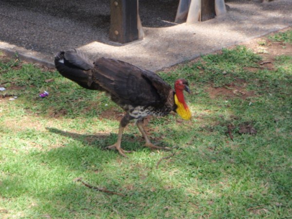 A bush turkey at one of the beaches