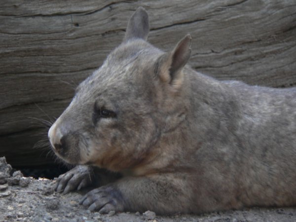 A lazy looking wombat