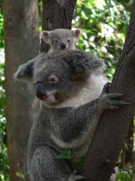 Check out the baby koala!