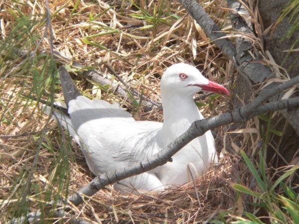 A friendly seagul on the island