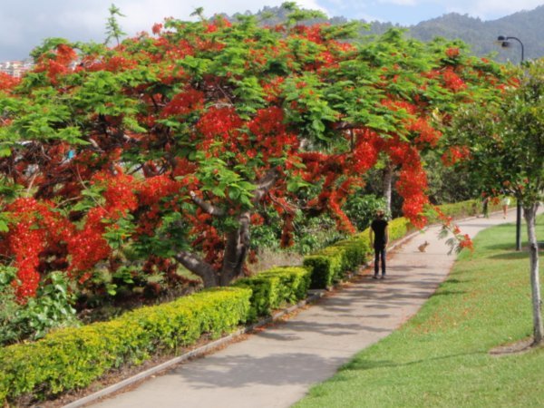 The beautiful colourful trees at Airlie beach