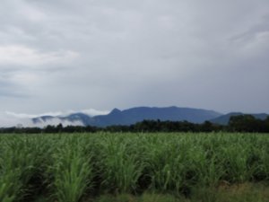 The sugar cane fields
