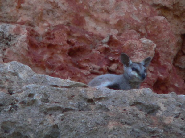 A rock wallaby