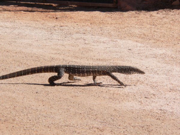 The lizard at the campsite