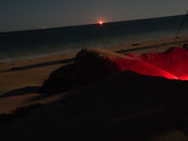 The turtle laying eggs in the red torchlight