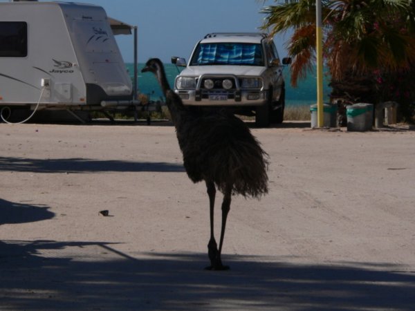 The Monkey Mia resident emu
