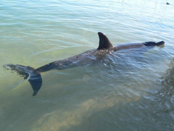 Dolphin feeding at Monkey Mia