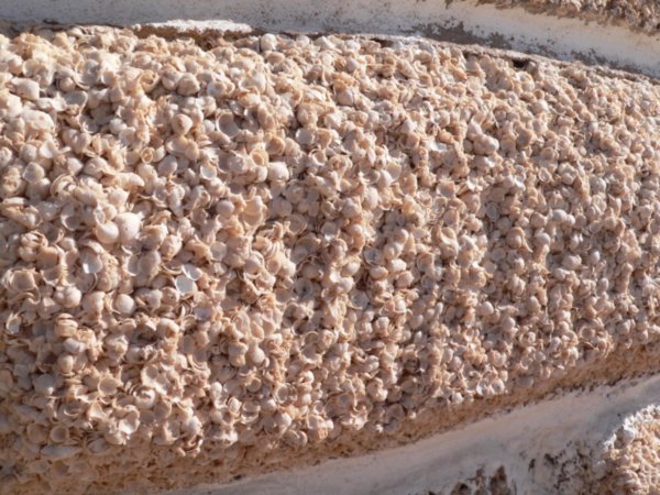 Close up of the bricks made out of compressed shells