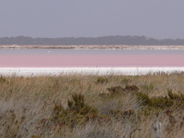 The amazing pink lake at Port Gregory