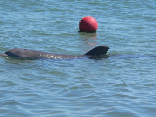 A quick glimpse of a dolphin