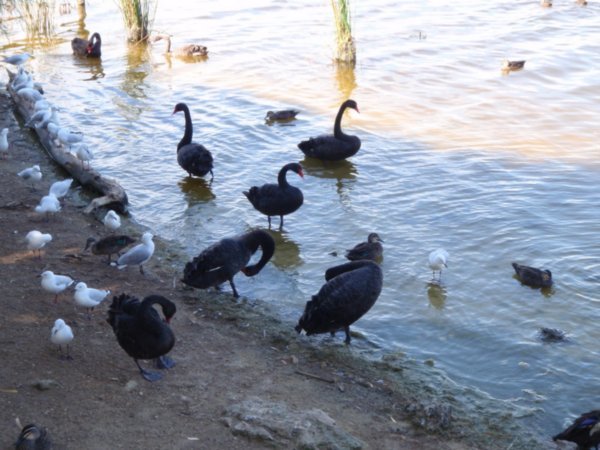 Some black swans by an estuary