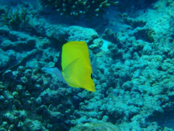 A long nosed butterflyfish