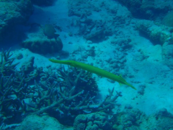 A long yellow fish