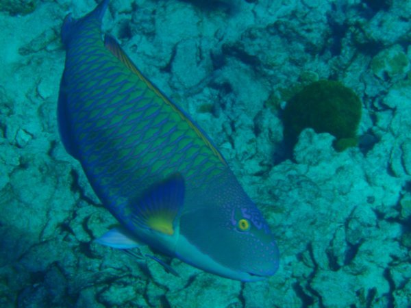 A parrot fish